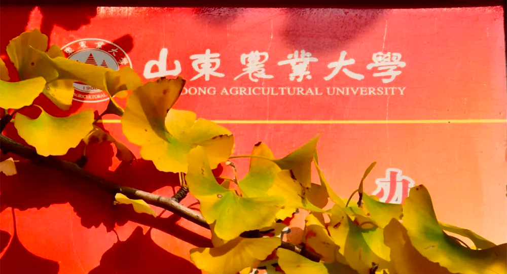 山東農業(yè)大學：校名題寫 / ?；赵O計