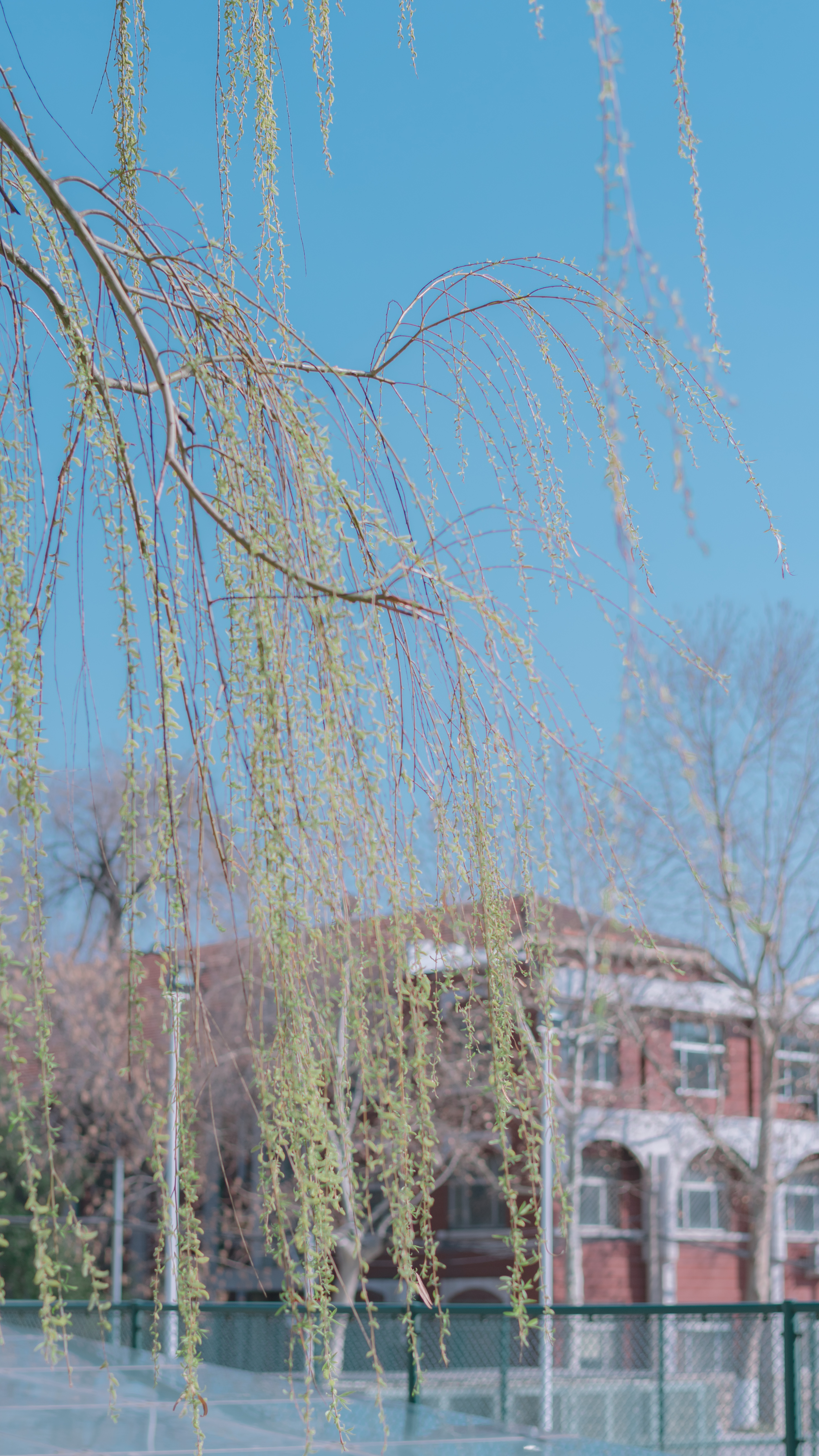 山東農(nóng)業(yè)大學(xué)-校園風(fēng)景