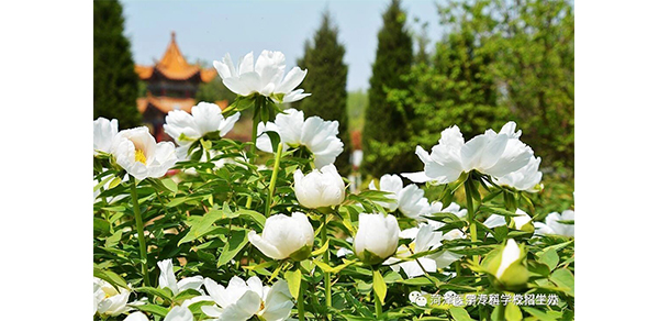 菏澤醫(yī)學(xué)?？茖W(xué)校