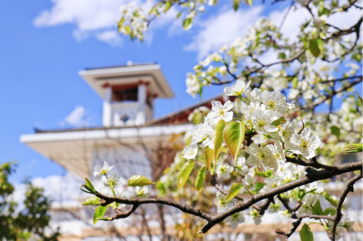 麗江文化旅游學(xué)院（原云南大學(xué)旅游文化學(xué)院）2022年專科招生簡章