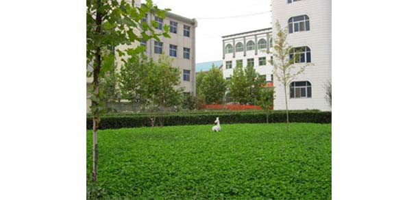 保定幼兒師范高等?？茖W校